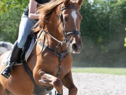 IMG_0626_web